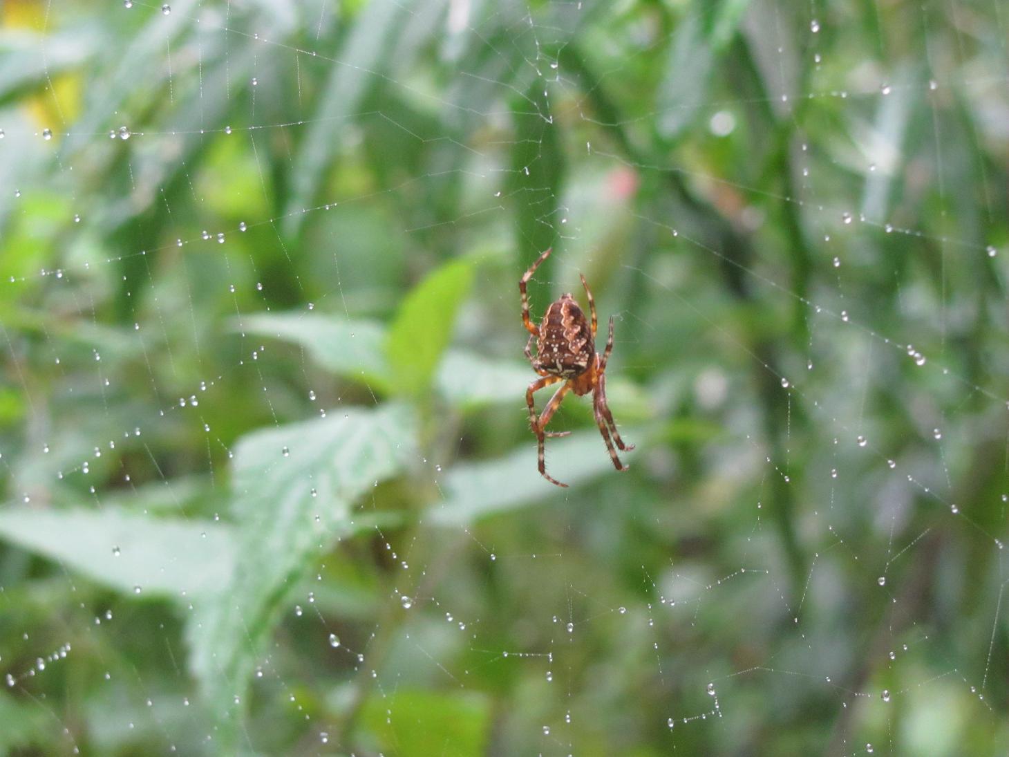 Araneus diadematus